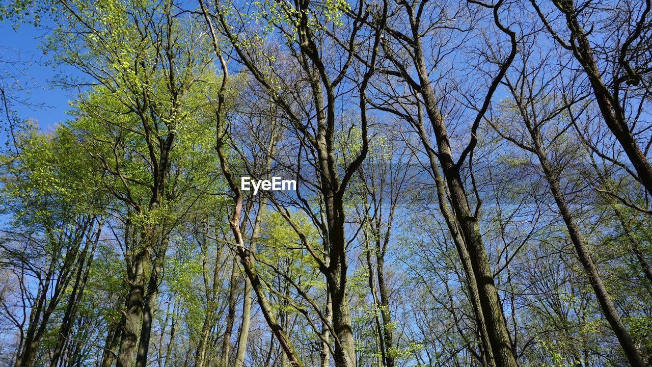 LOW ANGLE VIEW OF TREES IN FOREST AGAINST BLUE SKY