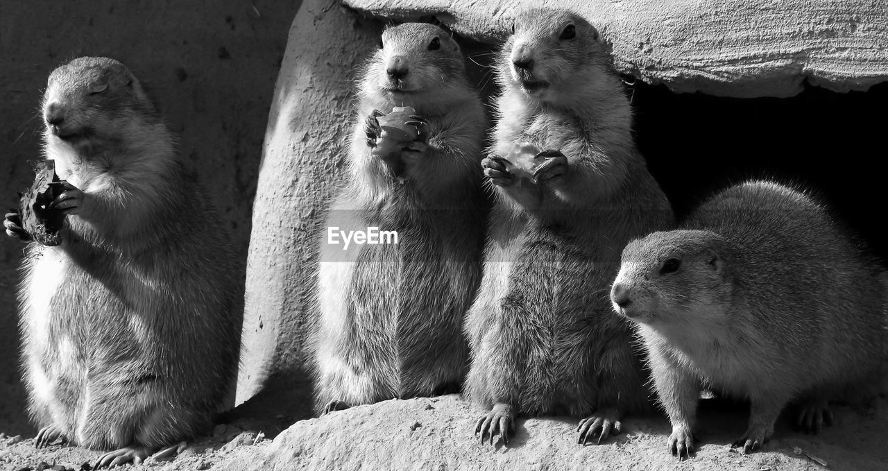 Close-up of marmots on rock