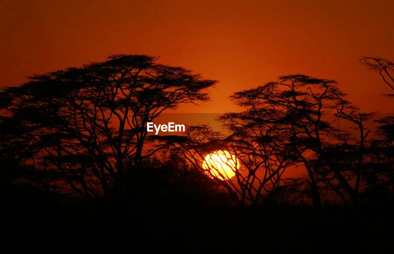 SILHOUETTE TREES AGAINST SKY AT SUNSET