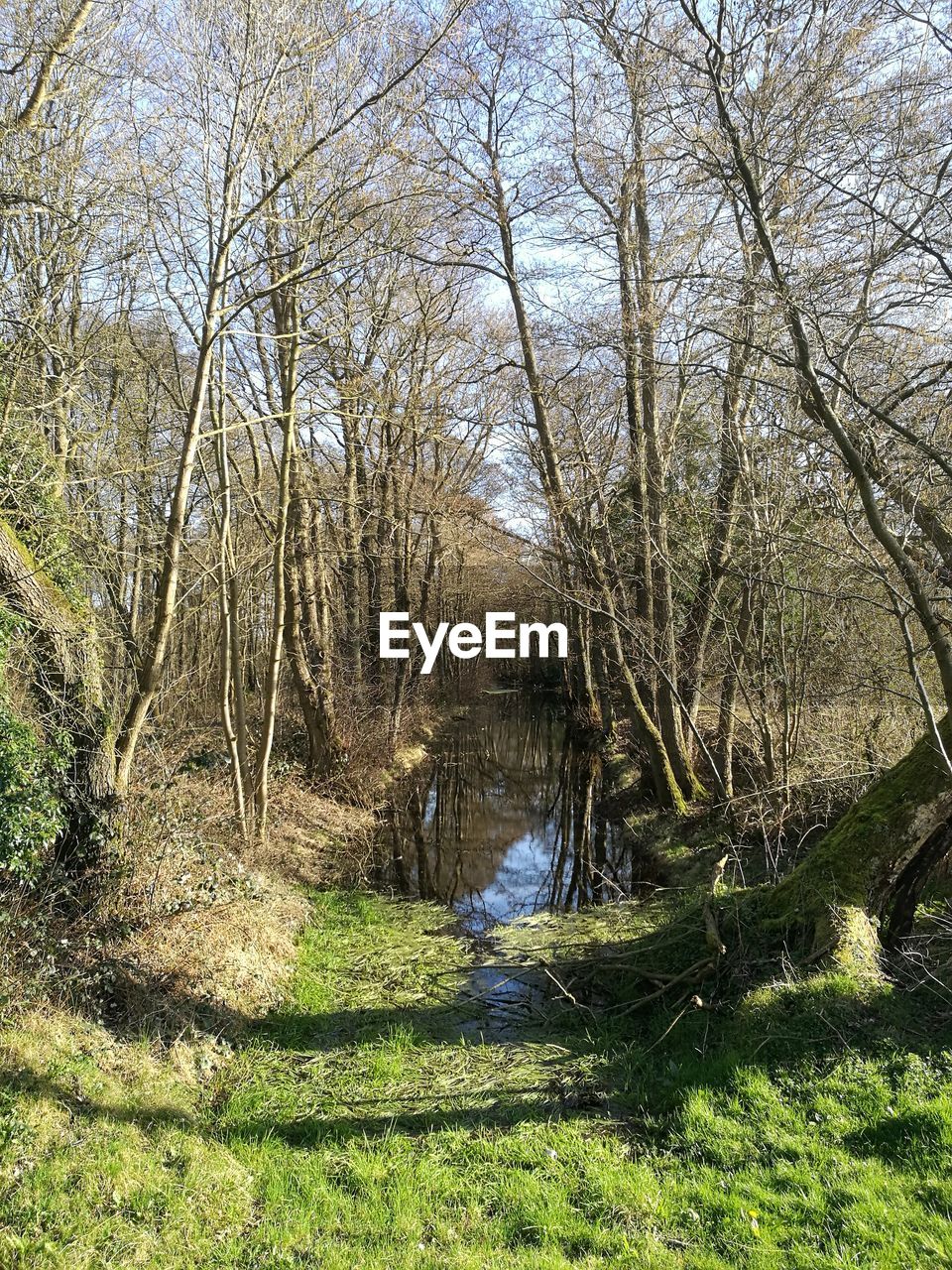 SCENIC VIEW OF TREES AT PARK AGAINST SKY