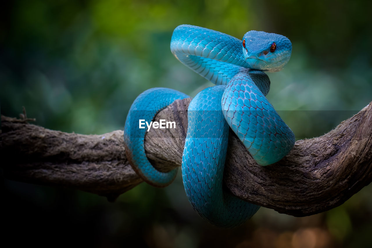 Close-up of blue snake on tree trunk