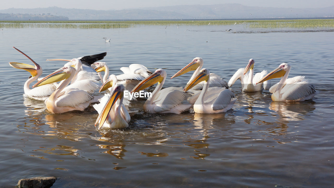 Pelicans on lake awasa