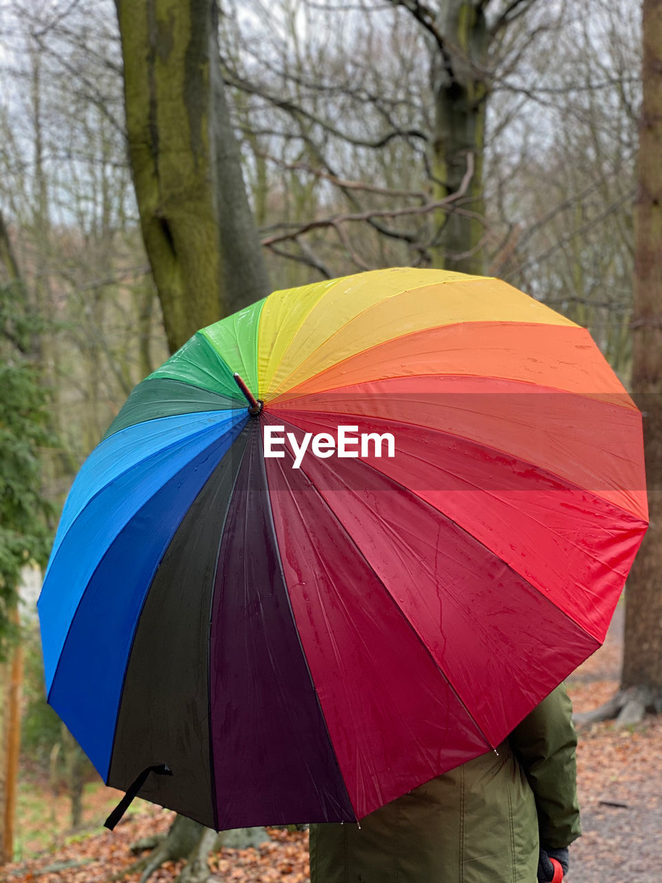 Multi colored umbrella in woodlands 