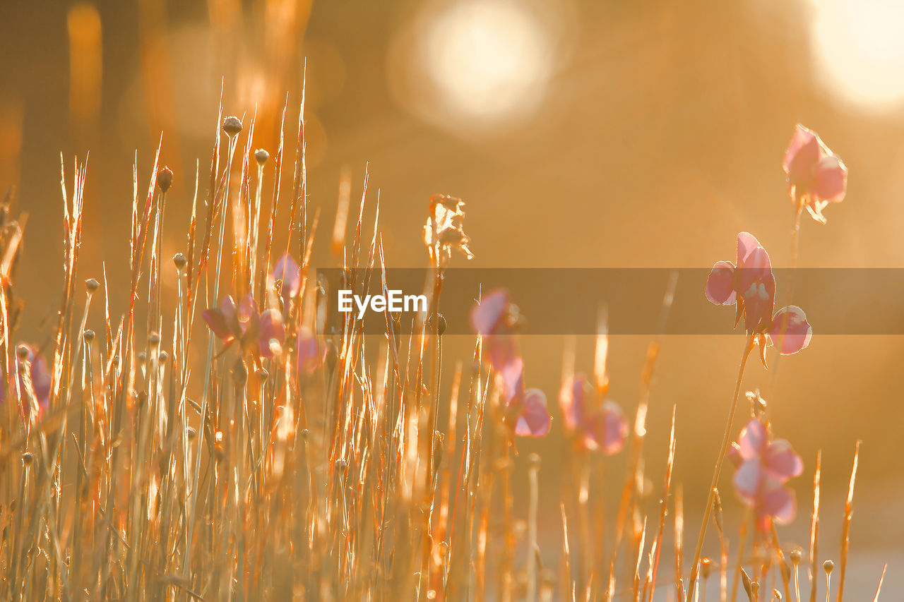 Close-up of flowering plants on field