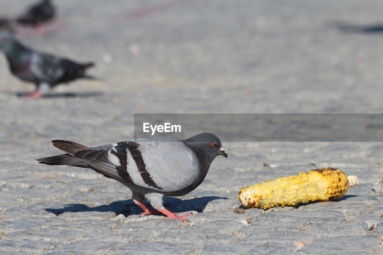 A bird craving leftover corn