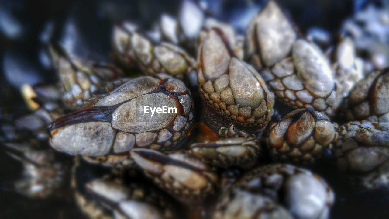 Detail shot of mussels