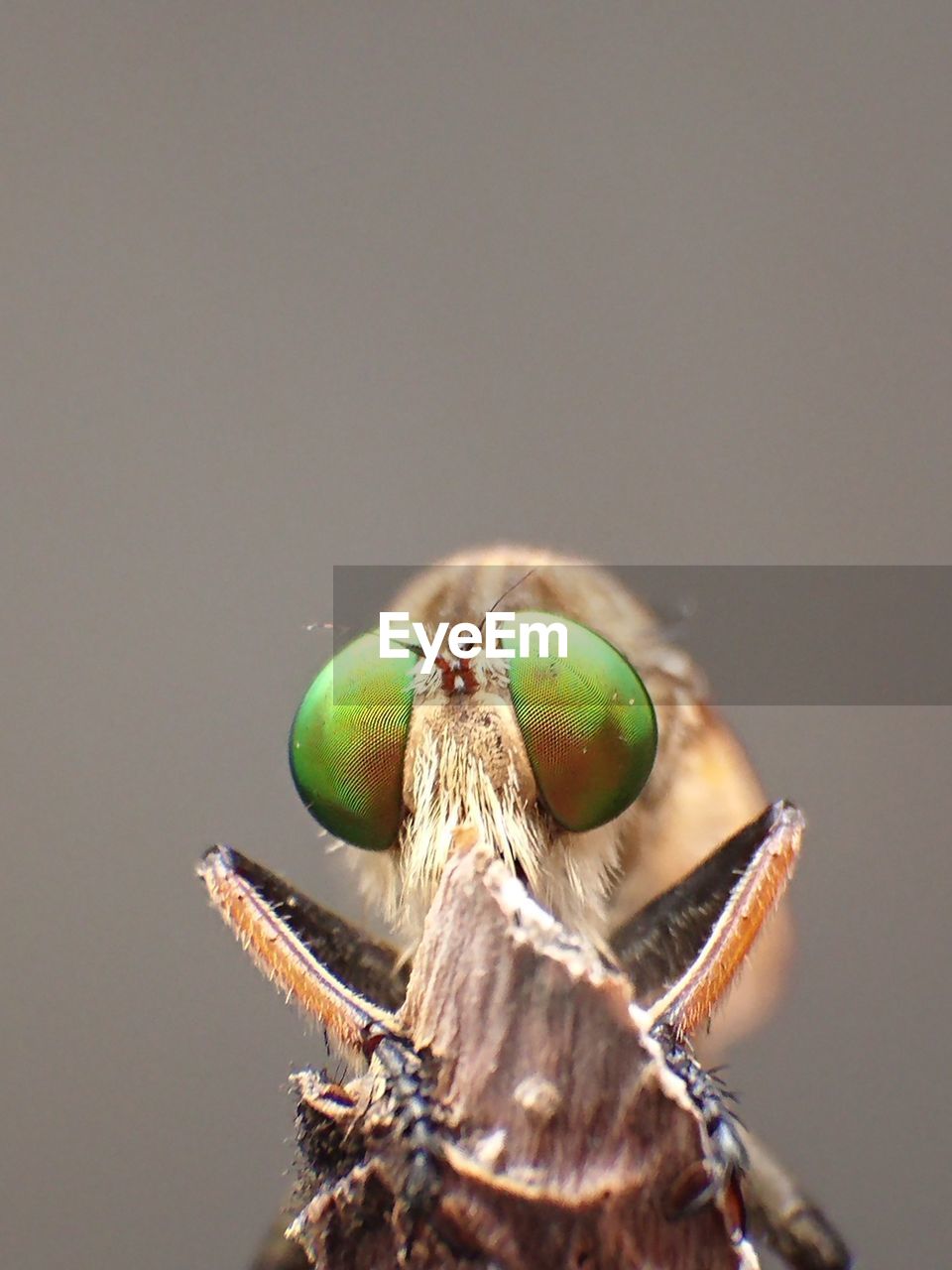 Robberfly, the face of a robber insect