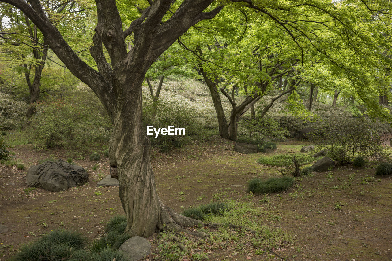 TREES GROWING IN FOREST