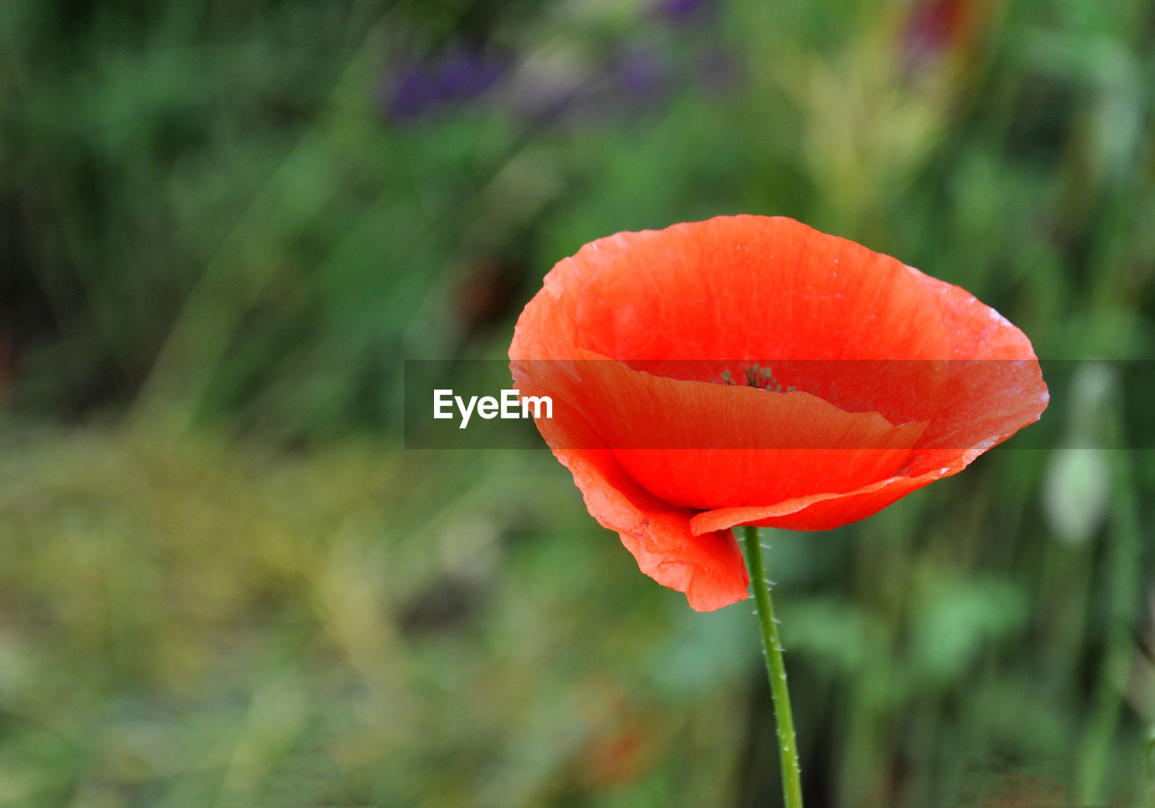 CLOSE-UP OF RED POPPY ON PLANT