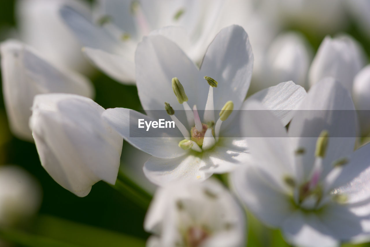 Close-up of white flowers blooming outdoors