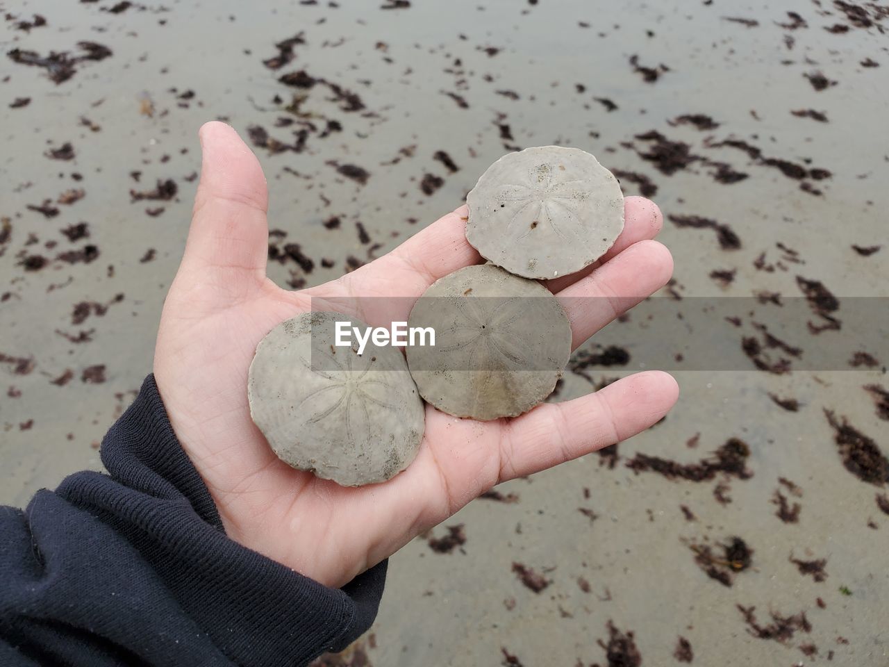 Close-up of hand holding sand dollars