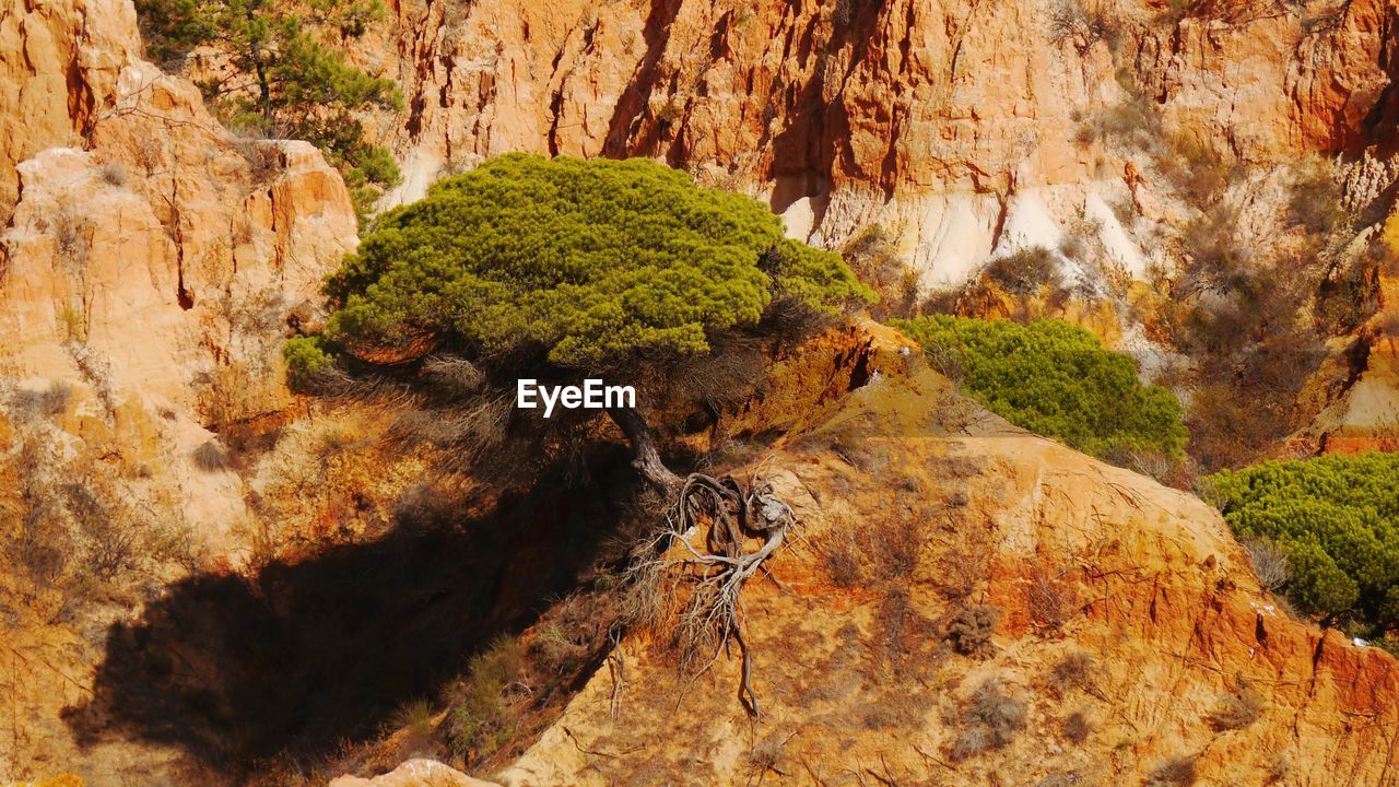 Big pine tree living in extreme environment