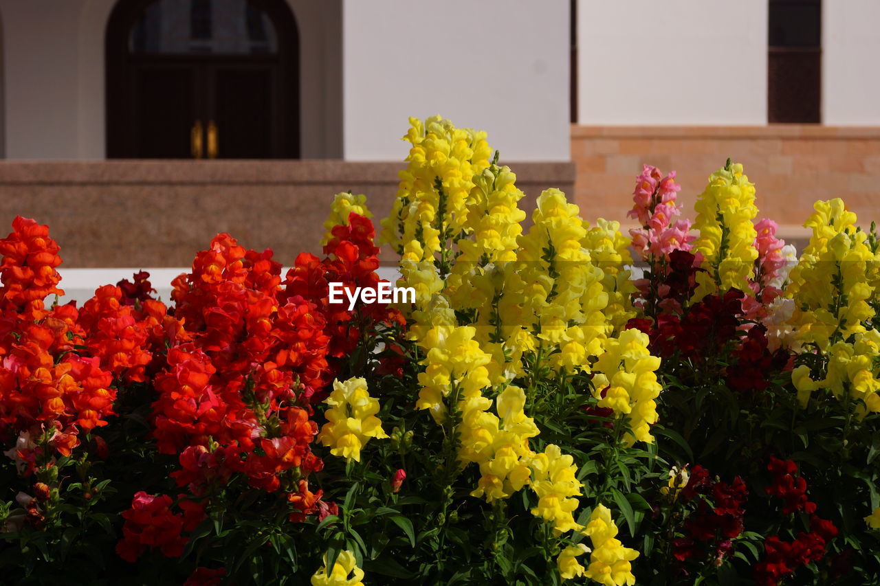 Yellow and red flowers blooming in garden