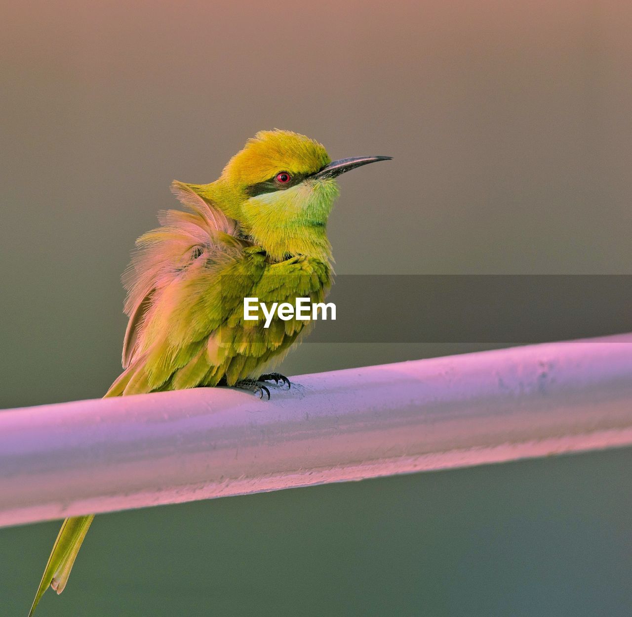 Close-up of bird perching on a pipe