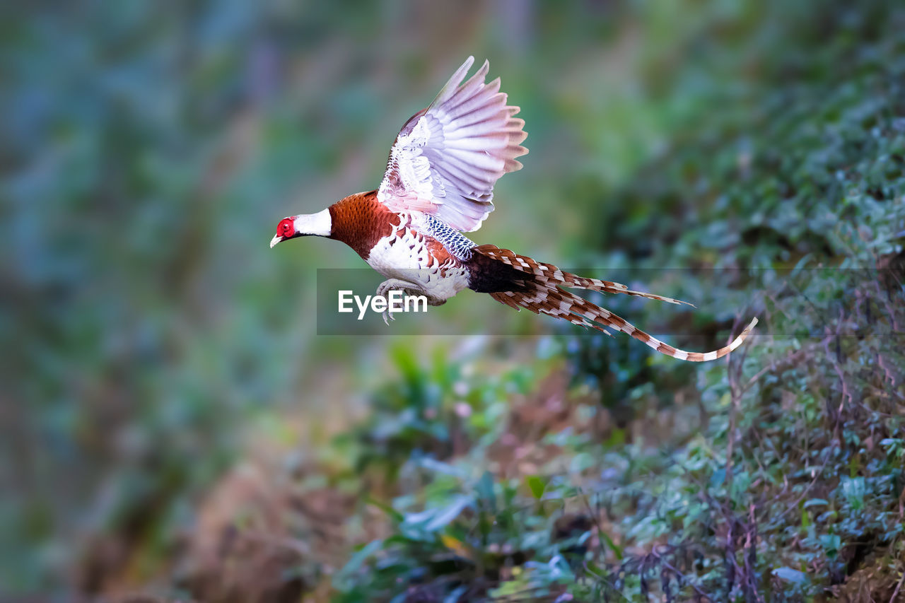 CLOSE-UP OF BIRD FLYING OVER A PLANTS