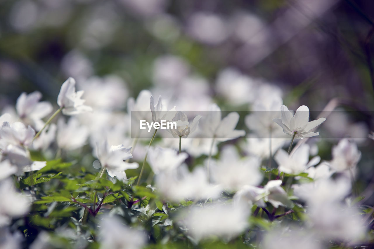 Close-up of white flowers