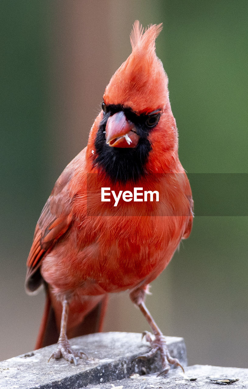 Male northern cardinal on the backyard deck