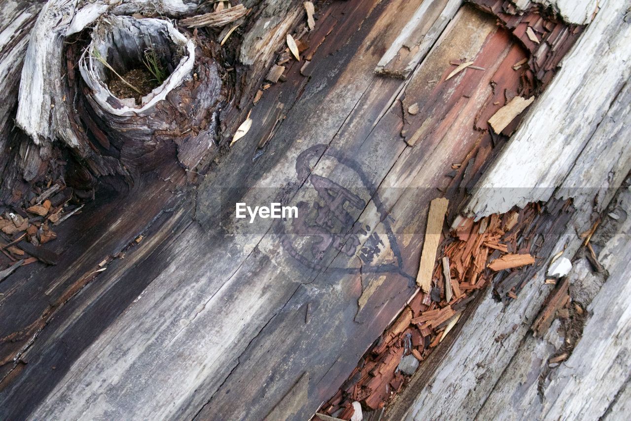 Downed log in a creek