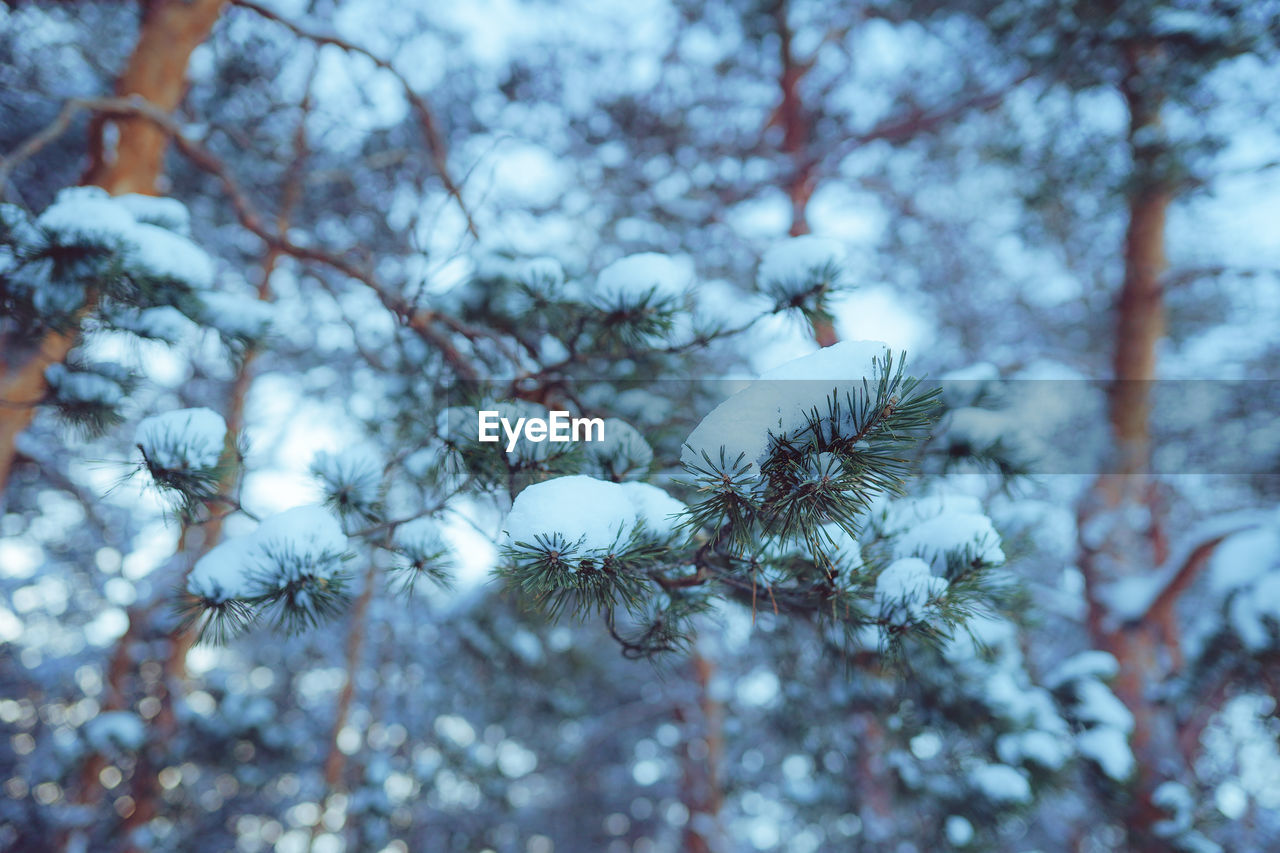 winter, tree, plant, snow, frost, cold temperature, branch, nature, freezing, beauty in nature, no people, growth, flower, focus on foreground, day, tranquility, leaf, frozen, coniferous tree, pine tree, pinaceae, outdoors, close-up, low angle view, selective focus, freshness, white, forest, land, fragility, sky, environment, scenics - nature, ice