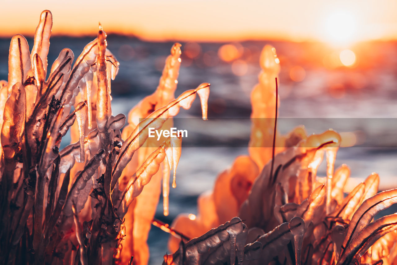 Close-up of frozen plant by lake