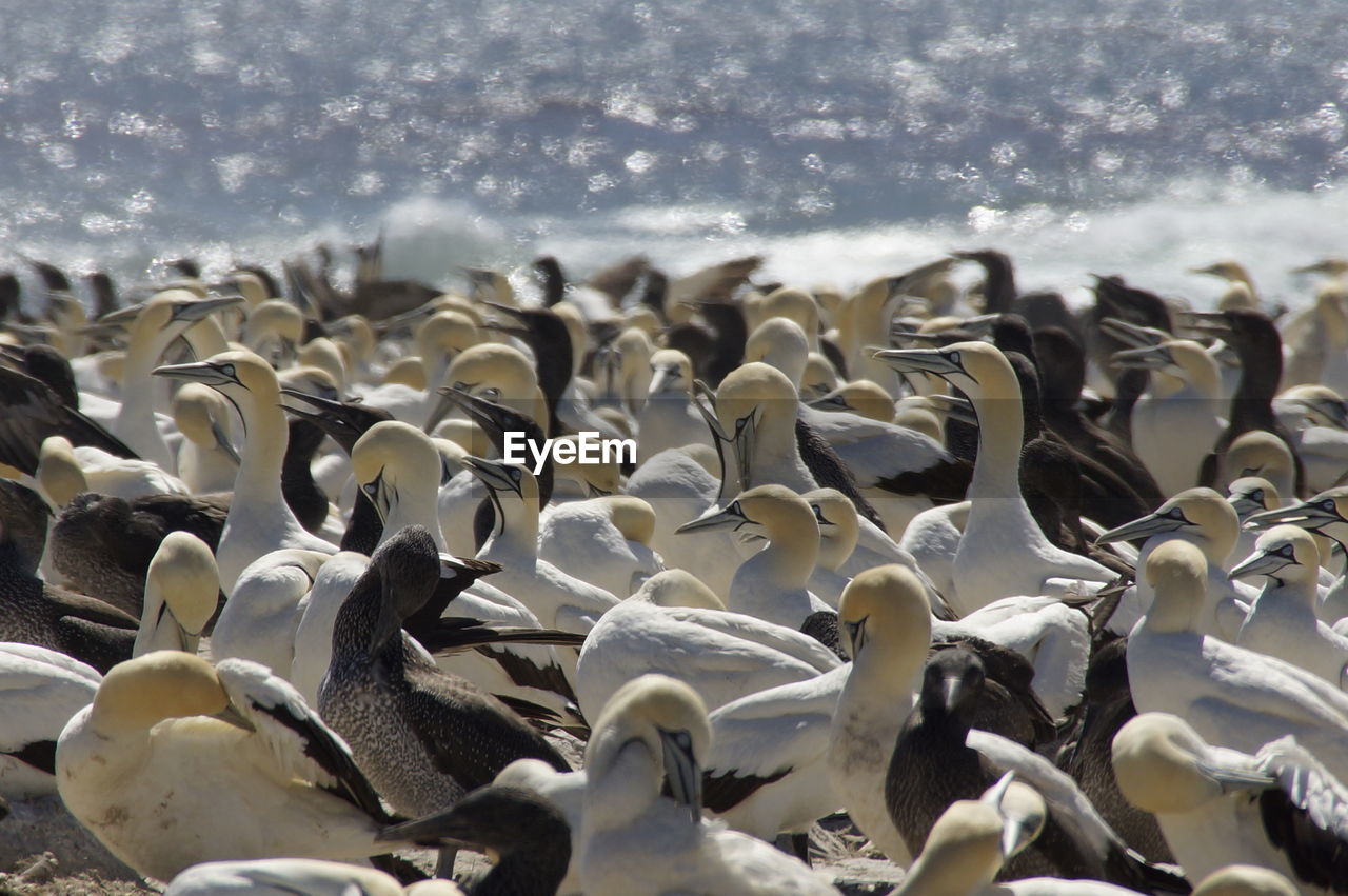 White swans at beach