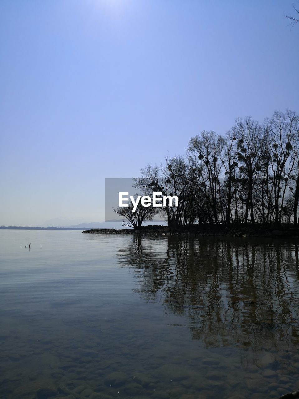 TREES BY LAKE AGAINST SKY