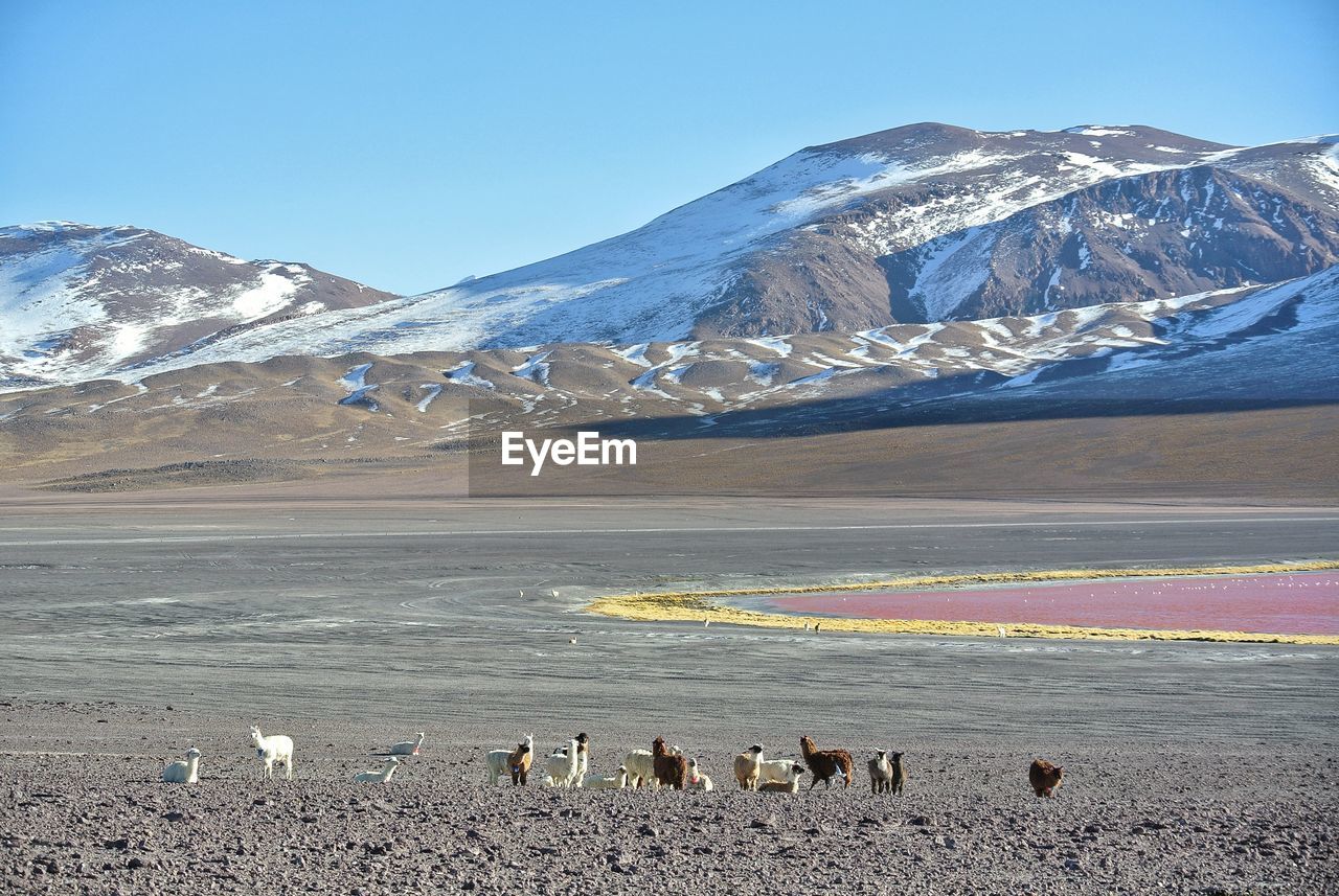 FLOCK OF SHEEP ON SNOWCAPPED MOUNTAIN AGAINST SKY