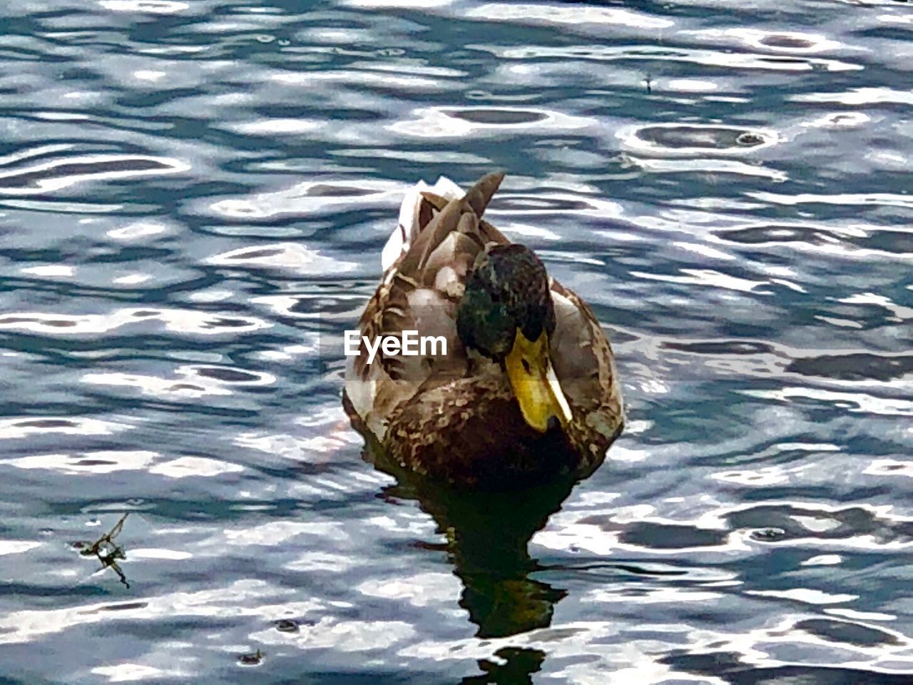 HIGH ANGLE VIEW OF DUCKS SWIMMING IN LAKE