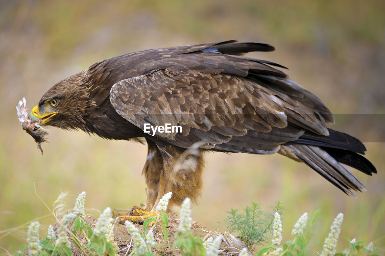 Close-up of eagle eating