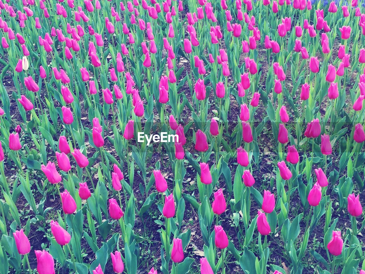 CLOSE-UP OF FRESH PINK POPPY FLOWERS BLOOMING IN FIELD