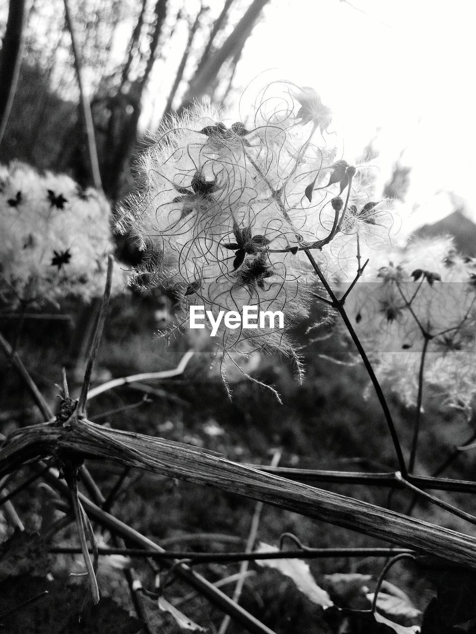 CLOSE-UP OF DANDELION ON STEM