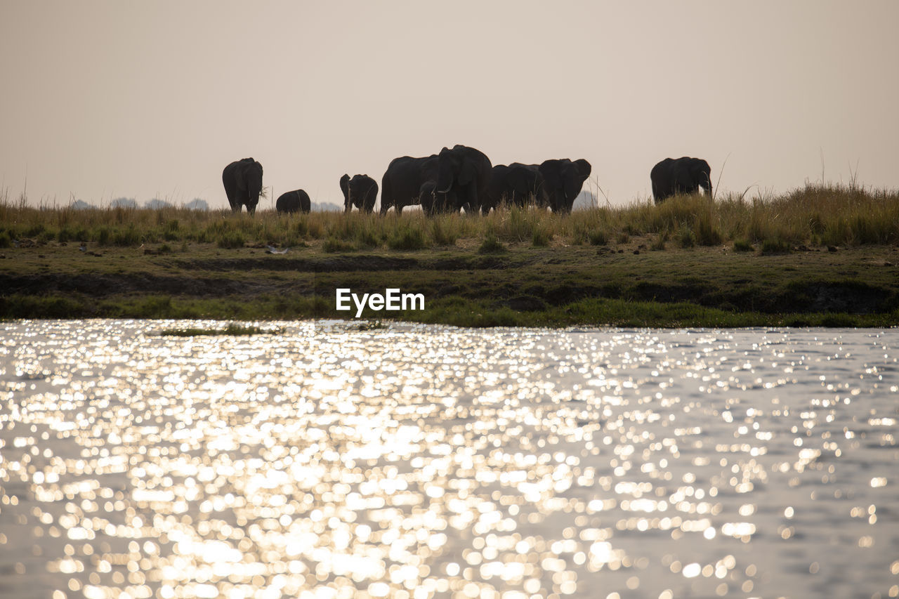 Elephants standing on field by lake against sky