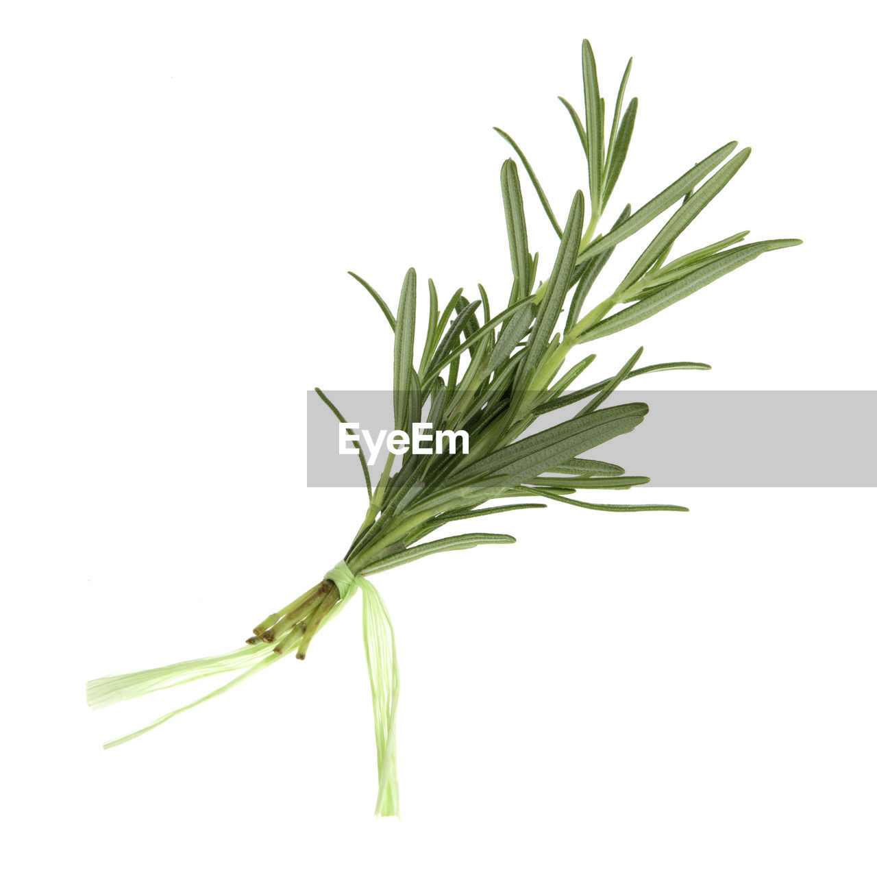 Close-up of rosemary on white background