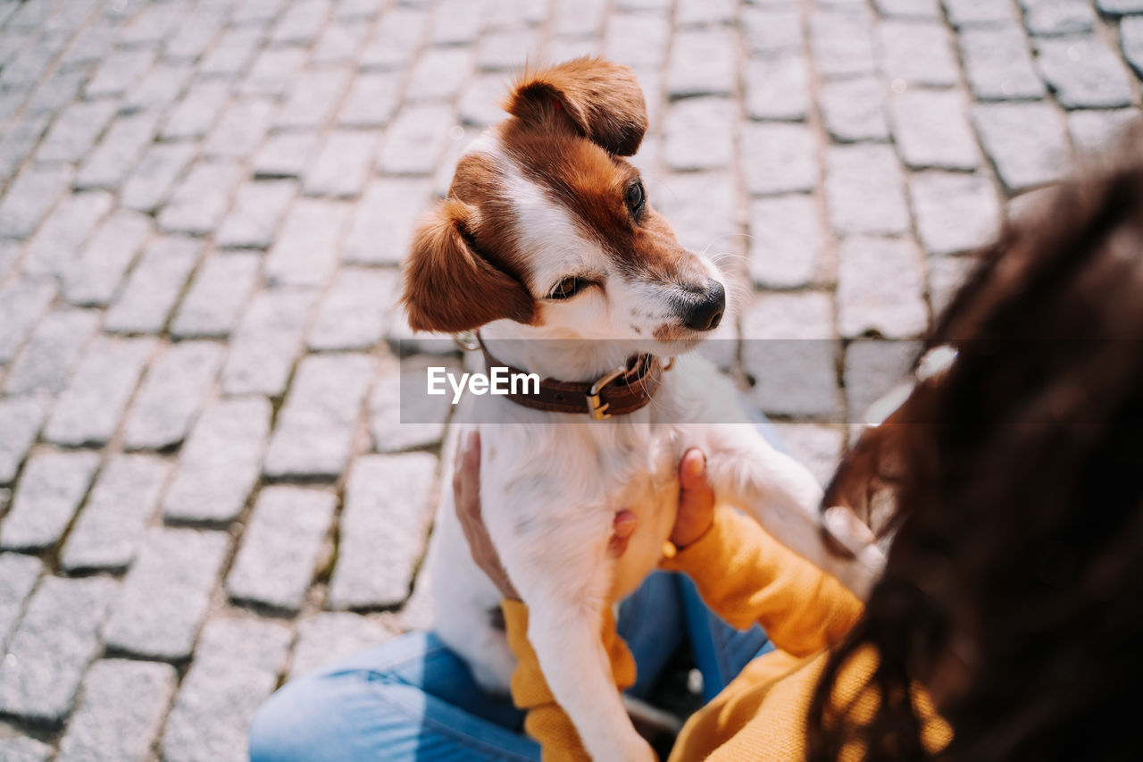 Close-up of dog on footpath