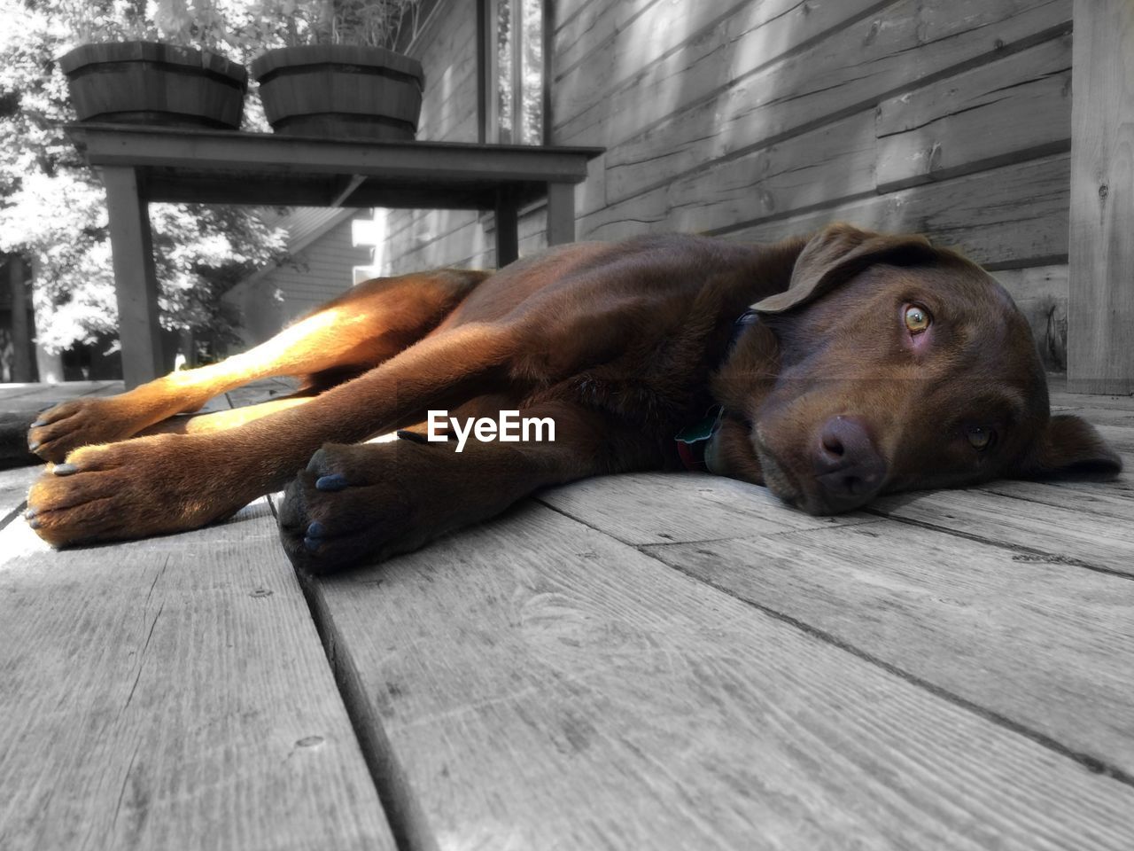 Close-up of dog lying on floor