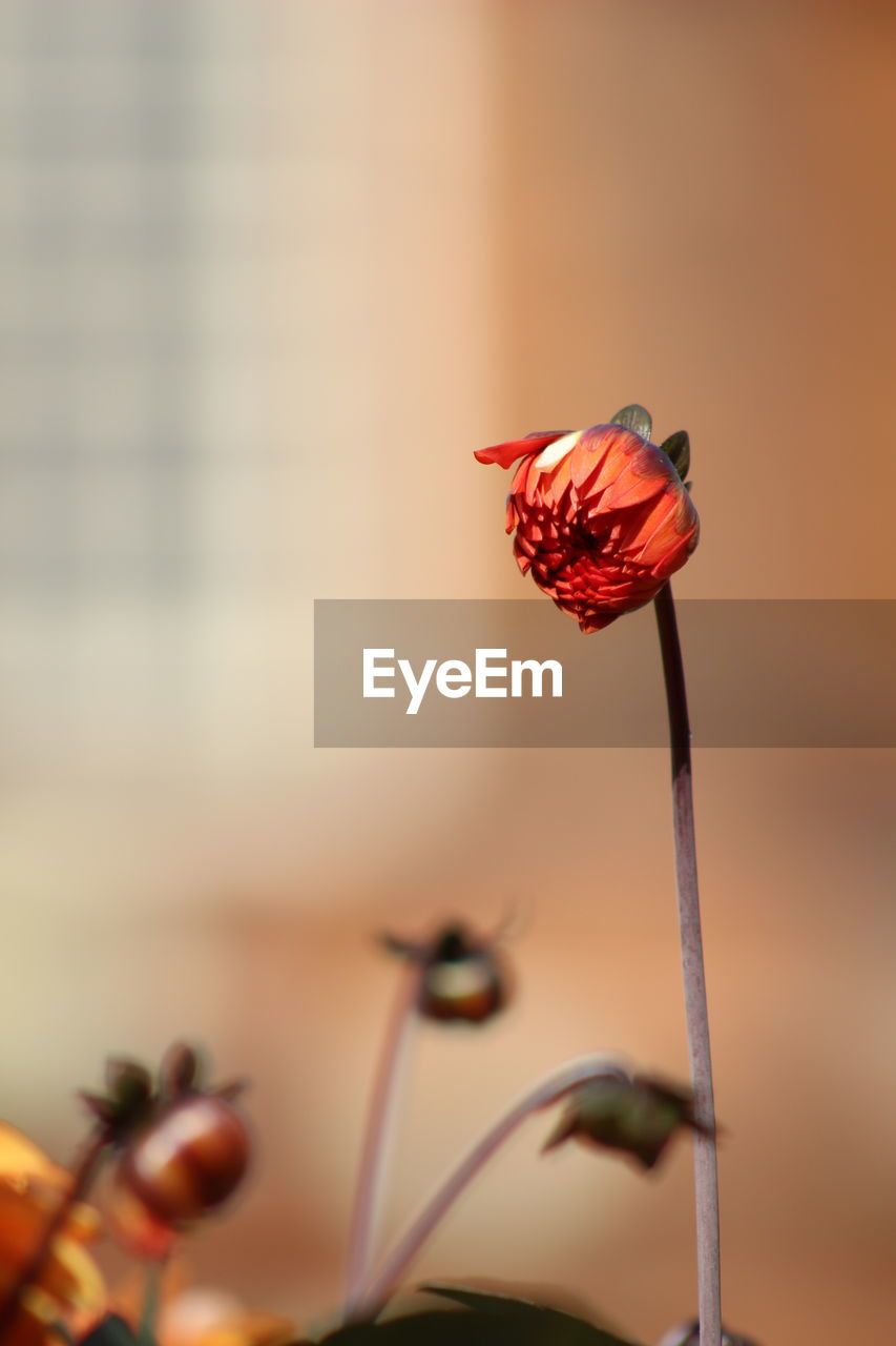 CLOSE-UP OF RED POPPY FLOWERS