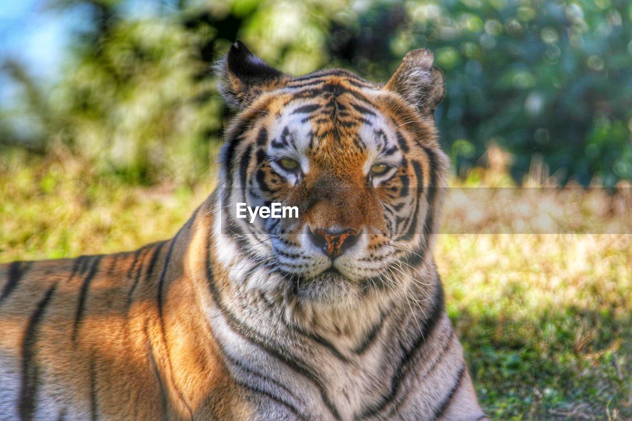 Portrait of tiger sitting on field