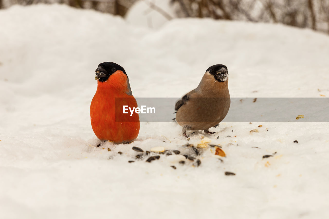 bird, animal themes, animal, close-up, animal wildlife, winter, wildlife, snow, cold temperature, group of animals, nature, beak, two animals, no people, outdoors, day, land