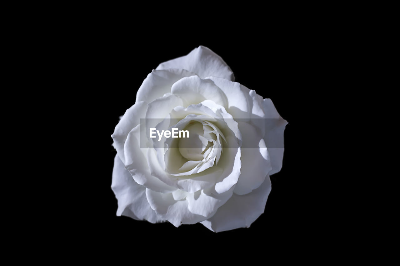 Close-up of white rose against black background