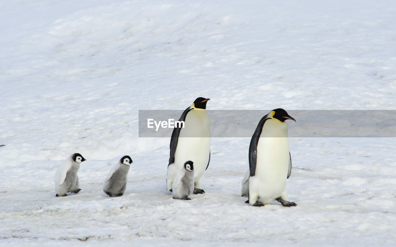 HIGH ANGLE VIEW OF BIRDS IN SNOW