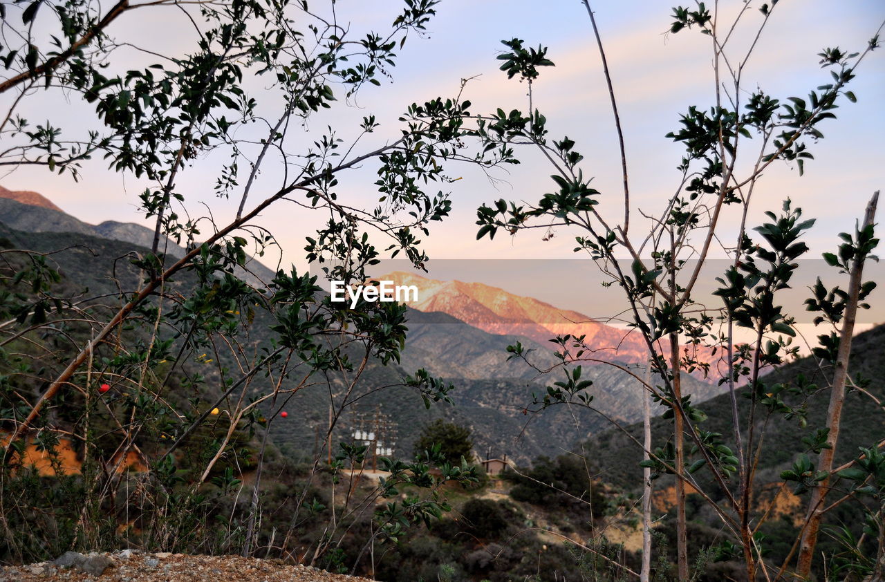 Trees by mountains against sky