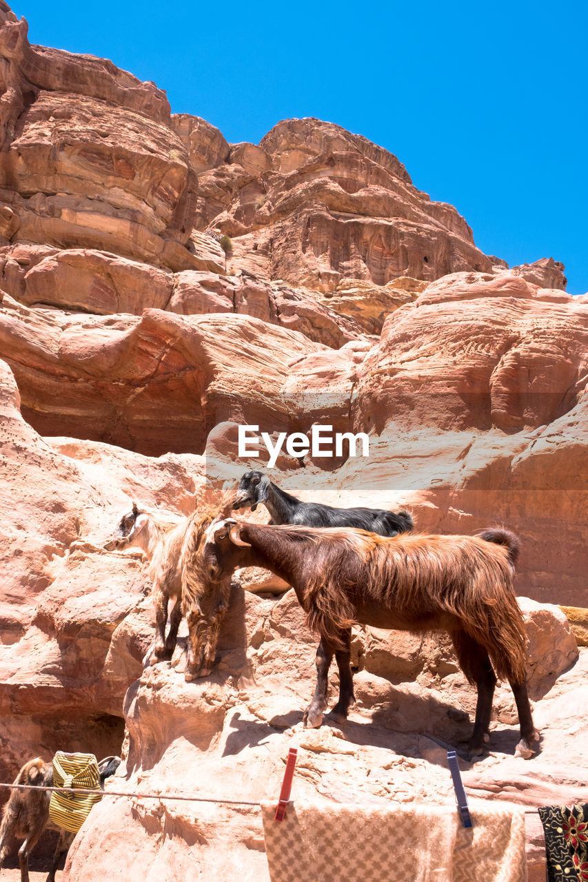 VIEW OF AN ANIMAL