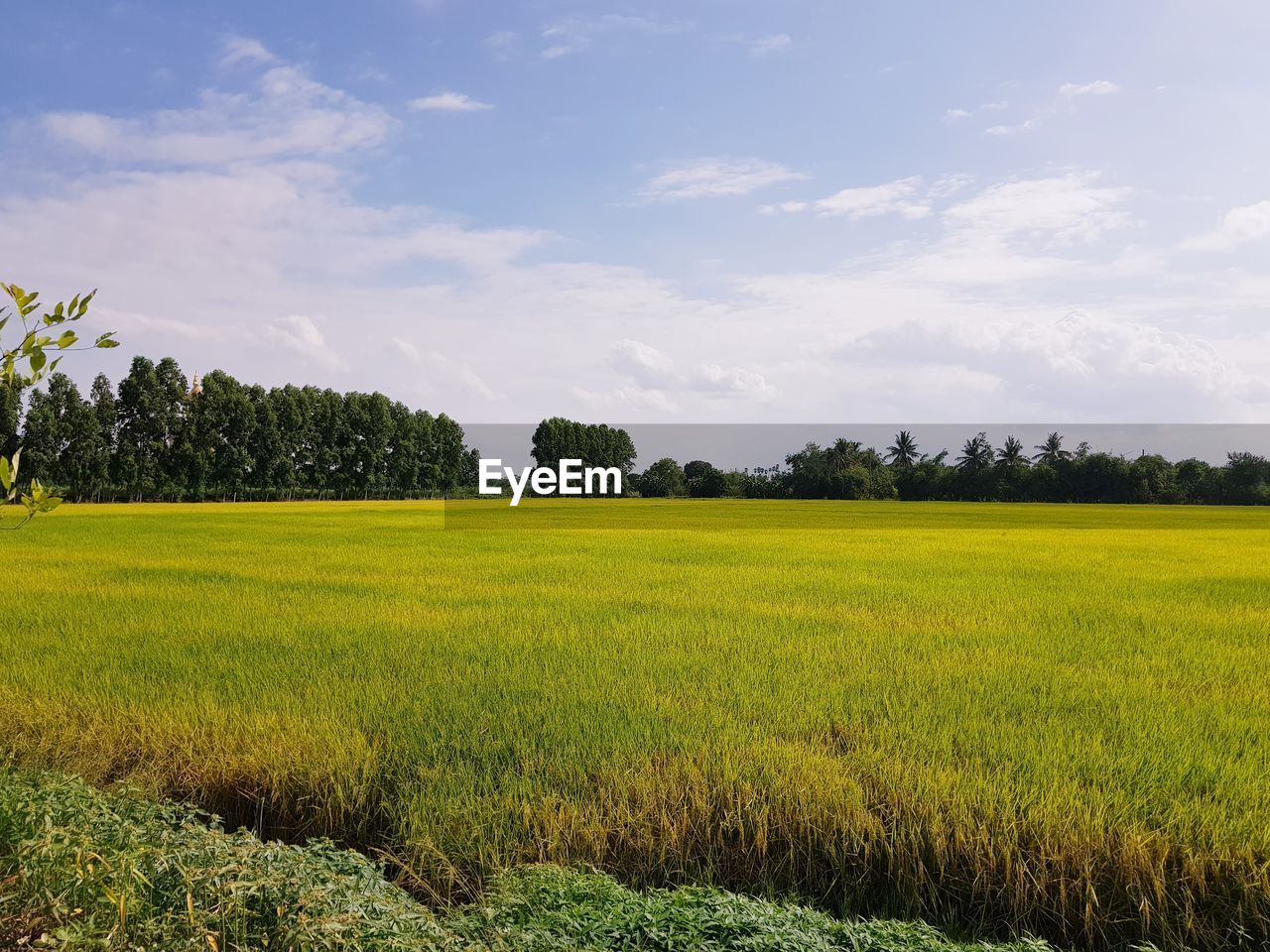 SCENIC VIEW OF FARM AGAINST SKY