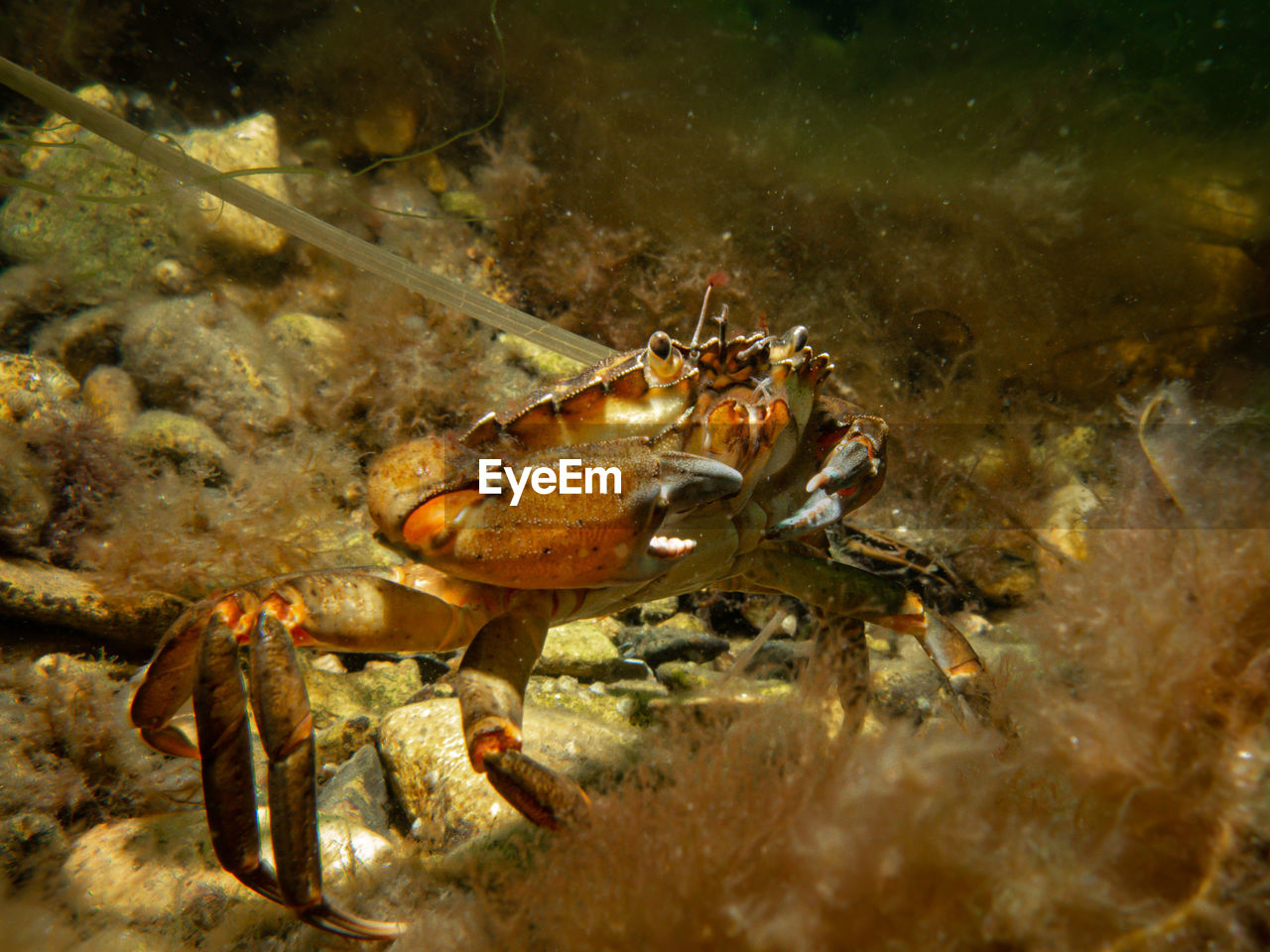 CLOSE-UP OF CRAB ON SEA