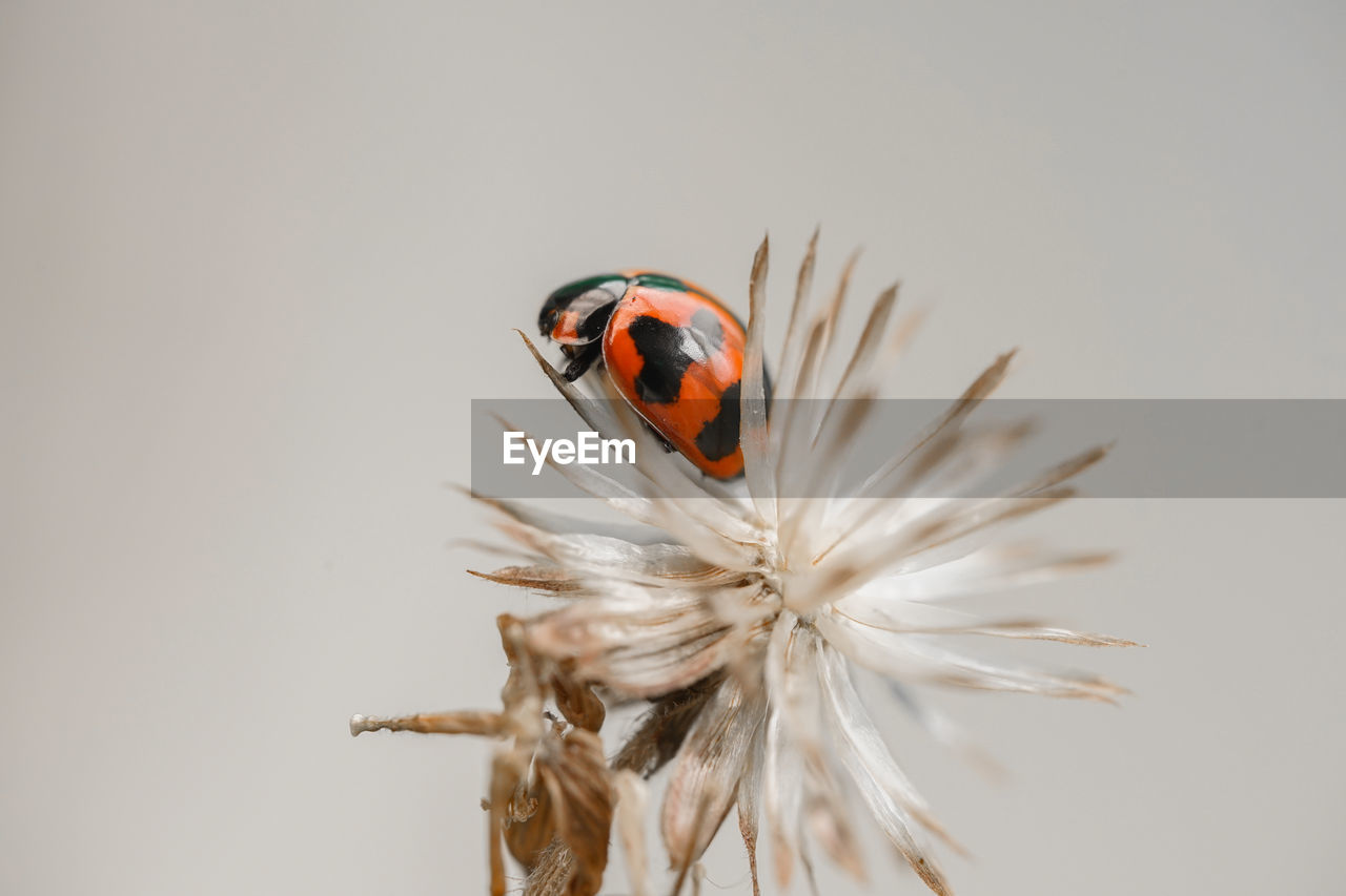 insect, animal themes, animal, macro photography, close-up, animal wildlife, nature, flower, one animal, beauty in nature, ladybug, plant, no people, flowering plant, fragility, beetle, wildlife, macro, studio shot, outdoors, copy space, leaf