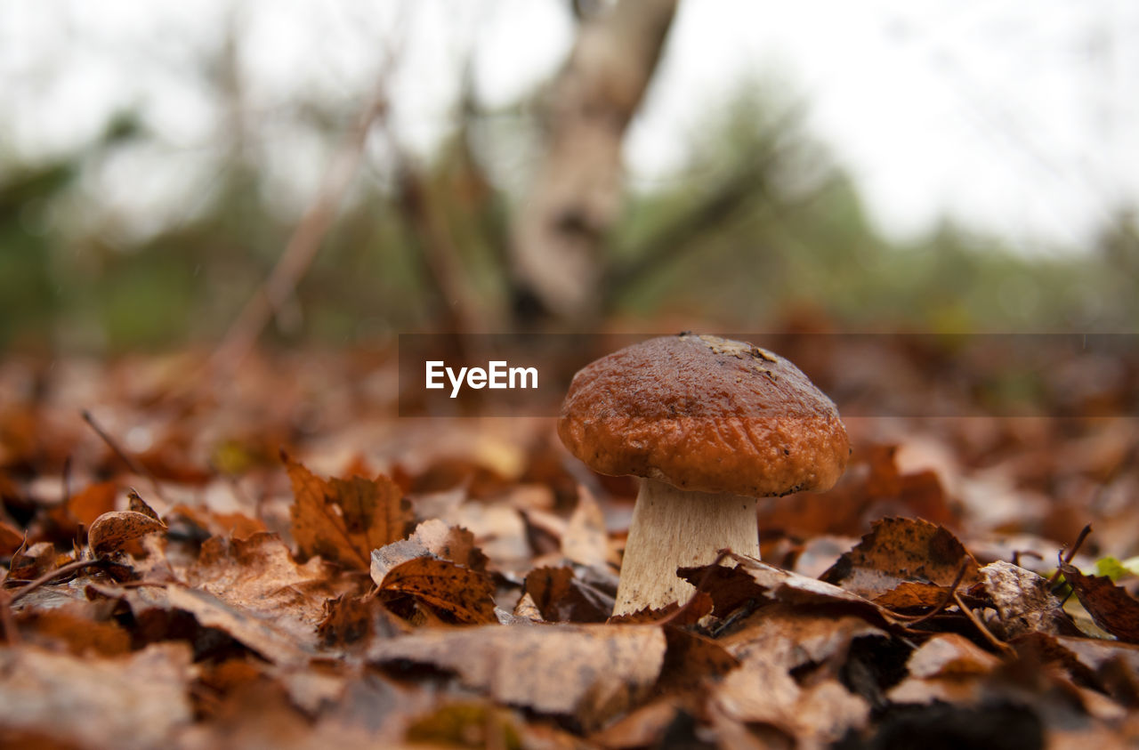 CLOSE-UP OF MUSHROOMS ON DRY LEAVES