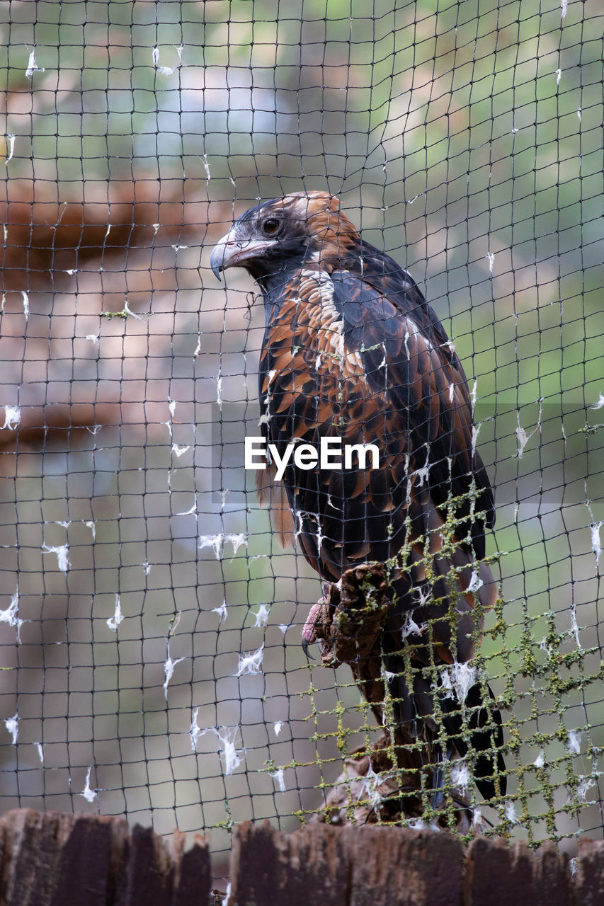 Close-up of bird perching in cage at zoo