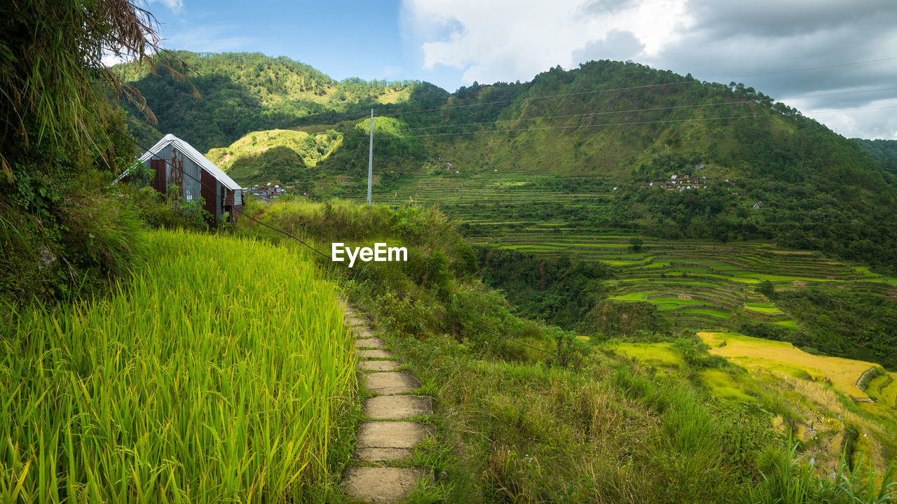 SCENIC VIEW OF AGRICULTURAL FIELD