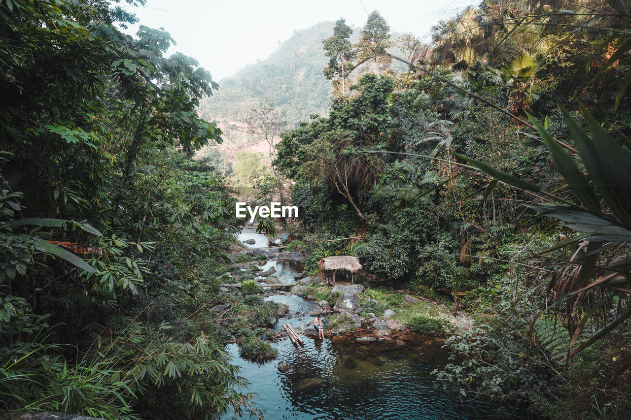 Scenic view of river amidst trees in forest