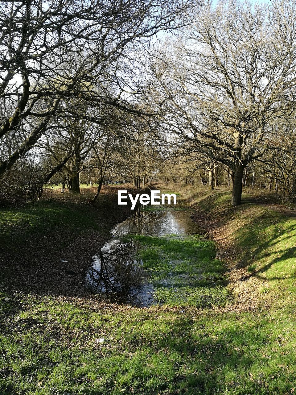 CLOSE-UP OF TREE BY WATER AGAINST SKY